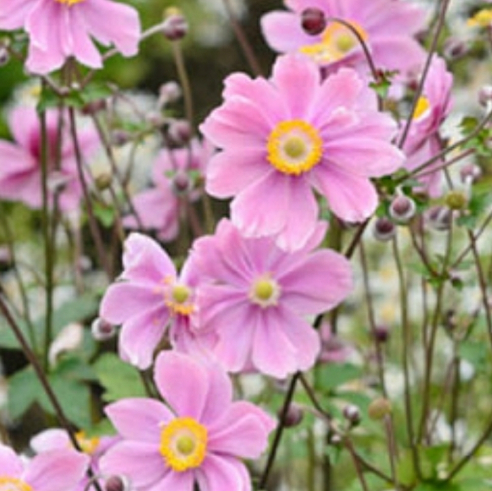 Live Japanese Anemone